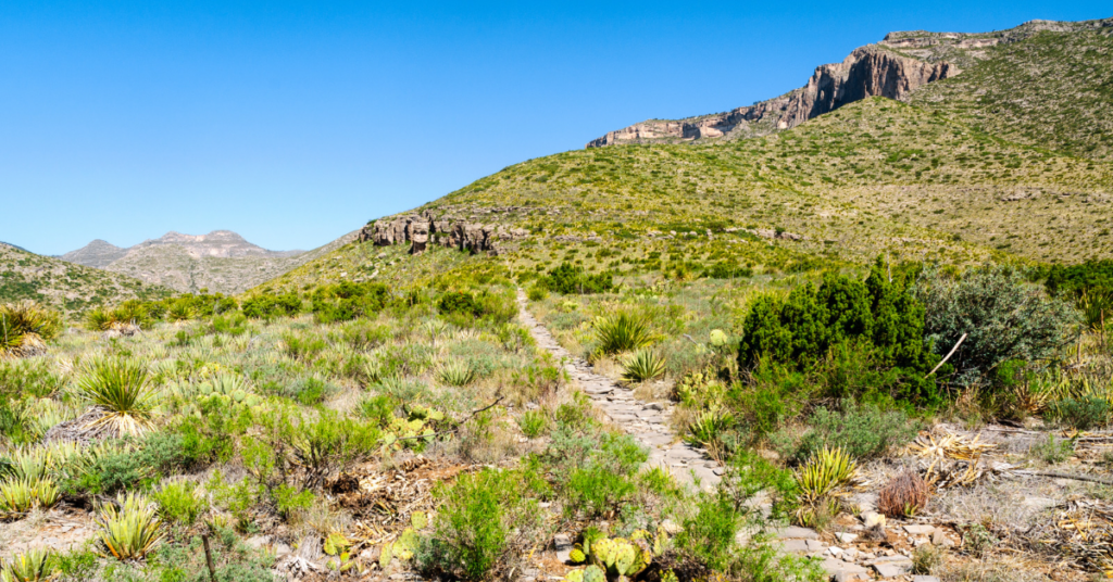 A path through Guadalupe mountain national park with vegetation and cacti as far as the eye can see