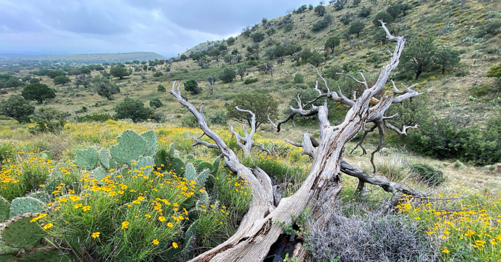 A fallen tree amongst cacti and yellow flowers in the Guadalupe mountains