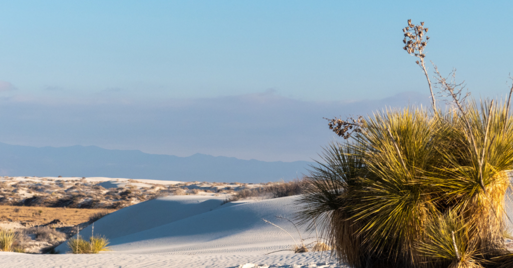 White sand dune white a yucca growing from it